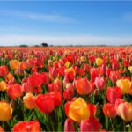 Tulips Field