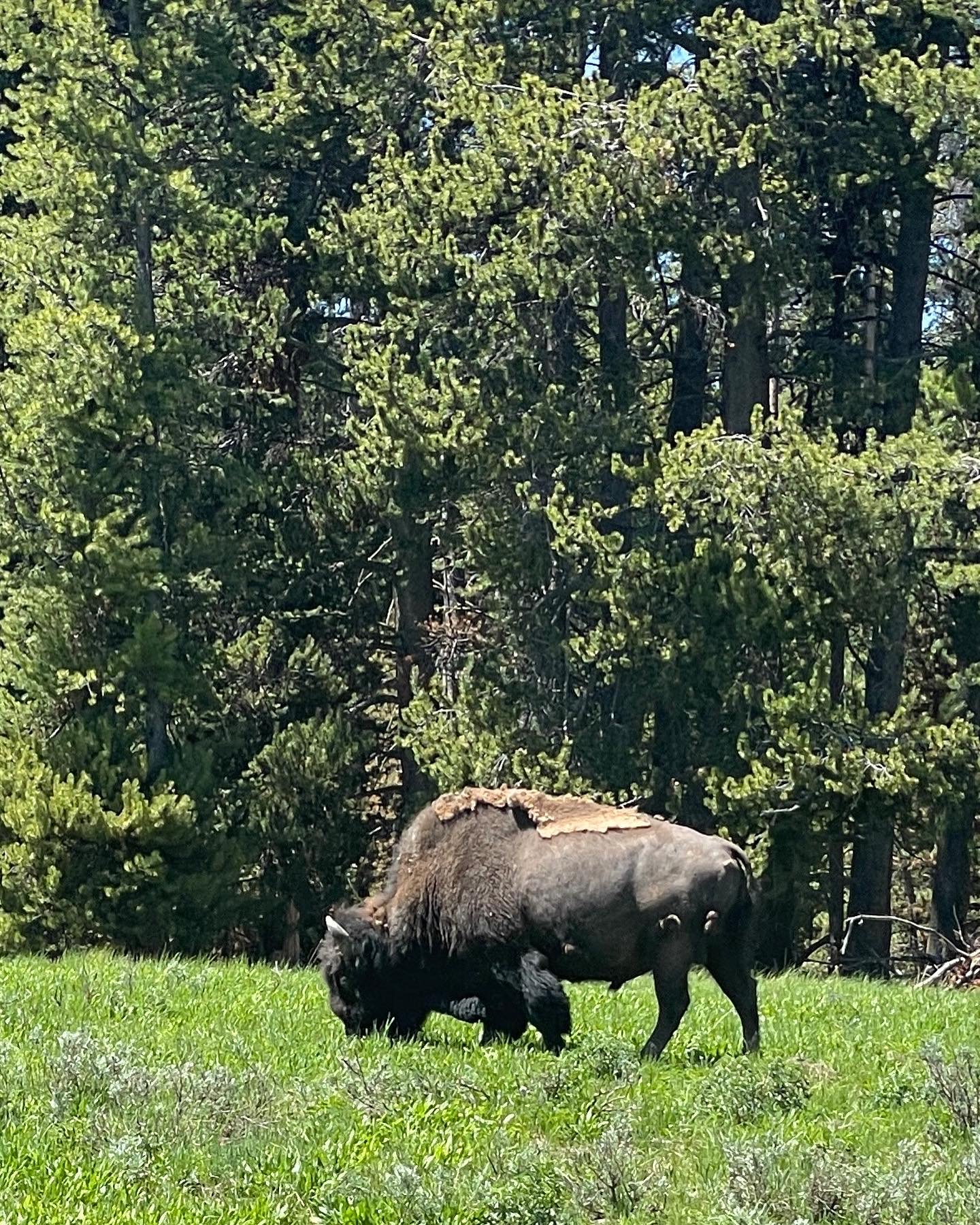 American Bison